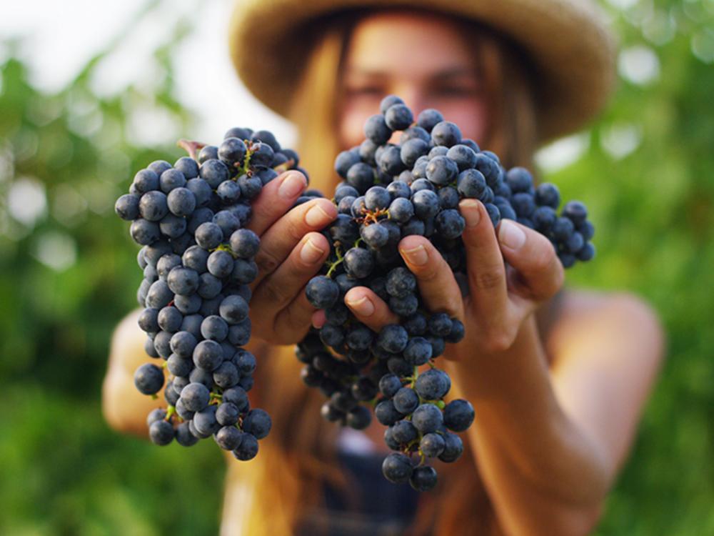 Femme qui presente des raisins 