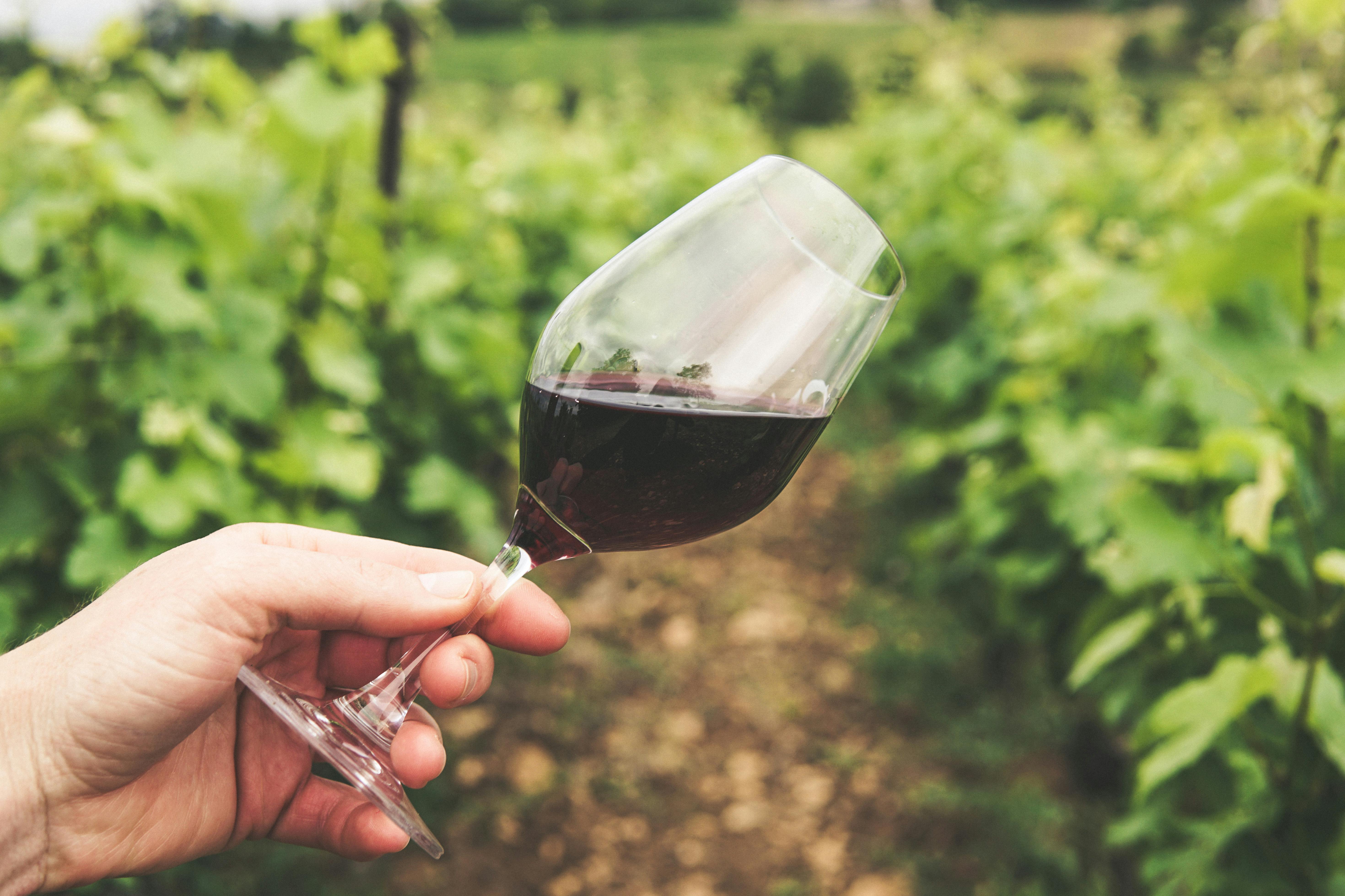 Vineyard